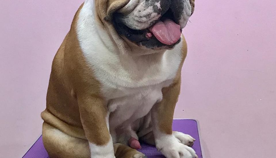 tỉa lông thú cưng