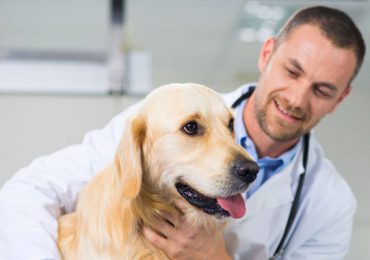 Đưa cún cưng đến gặp bác sĩ thú y khi có biểu hiện chó ốm không chịu ăn