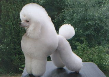 Giống chó Poodle rất được yêu thích bởi bộ lông đáng yêu của mình