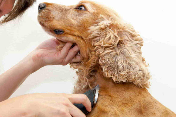 Tông đơ cắt tỉa lông chó giúp ích rất nhiều khi làm đẹp cho chó