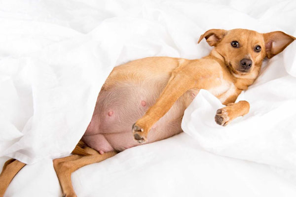 Chó trong thời kỳ mang thai và sau khi sinh đẻ có nên tắm không?