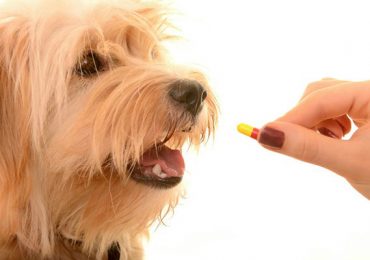 Cho chó uống thuốc tẩy giun cũng cần đúng phương pháp