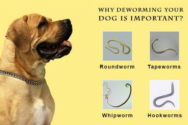 Chó bị nhiễm giun rất nguy hiểm cho sức khỏe 