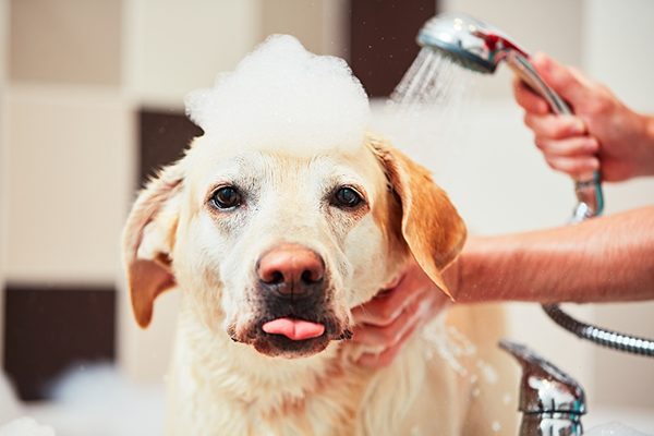 một loại thuốc tắm giúp điều trị các nốt mụn ở chó