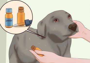 Tinh dầu oải hương cũng có tác dụng trị ve chó