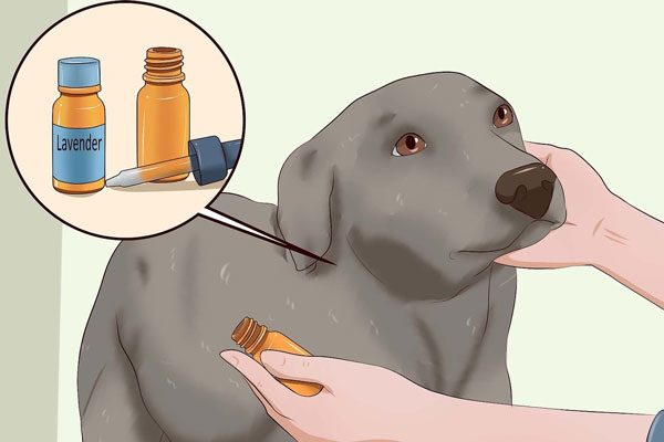 Tinh dầu oải hương cũng có tác dụng trị ve chó 