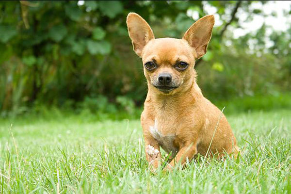Chó Chihuahua - Nguồn Gốc, Giá Bán, Chăm Sóc Chó Chiahuahua
