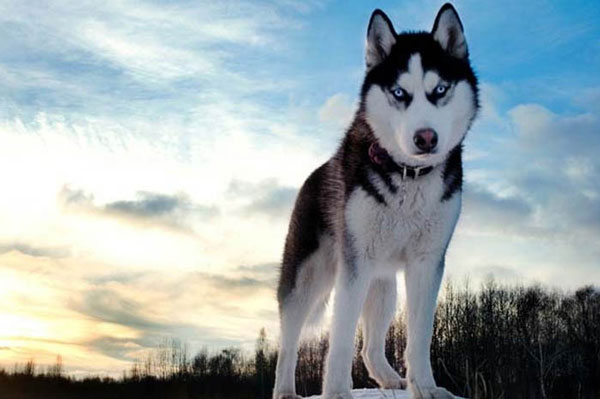 Chó Husky Sibir