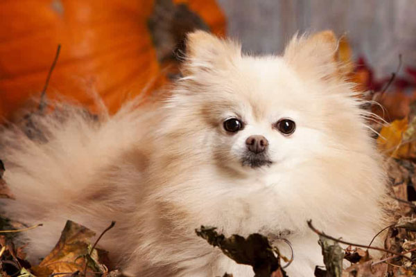 Chó Phốc Sóc (Chó Pomeranian)