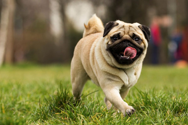 Pug mặt xệ là một giống chó nhỏ bé sống lâu và rất thân thiện với con người. Hãy xem hình ảnh để yêu thương và tìm hiểu thêm về giống chó Pug!