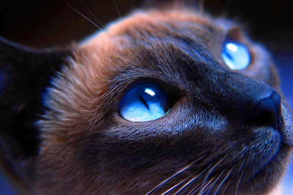 mắt mèo xiêm