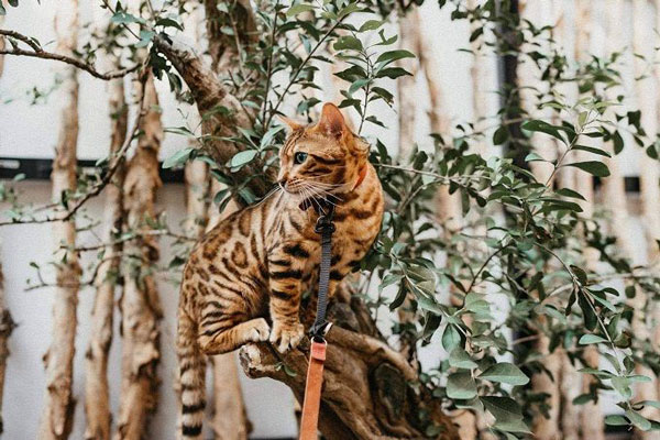 mèo bengal thích leo trèo