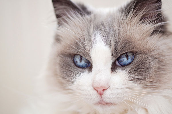 Mèo Ragdoll mắt xanh