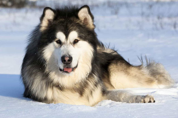 Top 10 Địa Chỉ Bán Chó Alaska Uy Tín