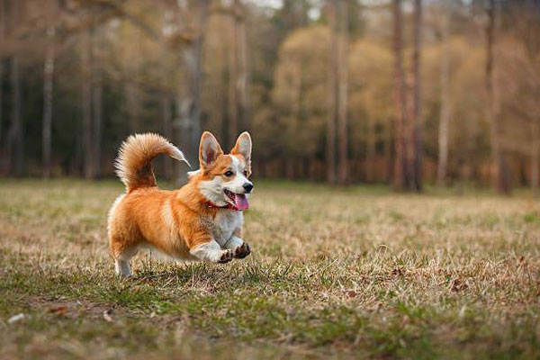 Chó Corgi: Đặc Điểm, Nguồn Gốc, Cách Chọn Chó Đít Trái Tim Đẹp