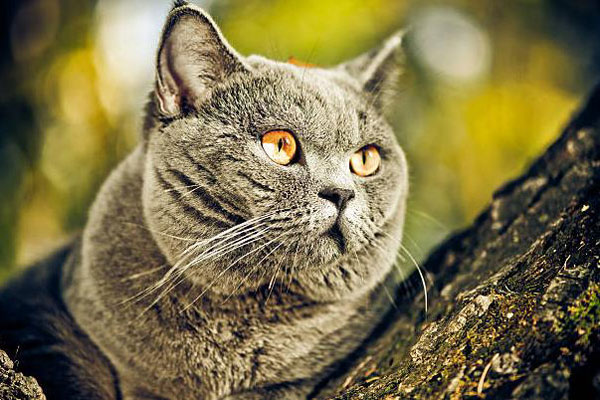 Mèo Anh Lông Ngắn – Đặc Điểm, Cách Nuôi & Bảng Giá 2023