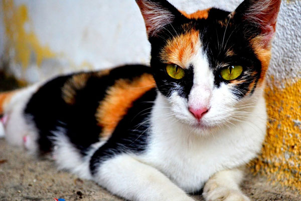Mèo Tam Thể Có Ý Nghĩa Gì? Vì Sao Mèo Tam Thể Đực Lại Hiếm?