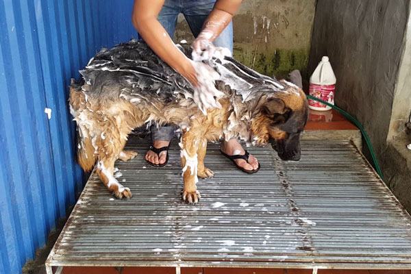 tắm cho Chó Becgie