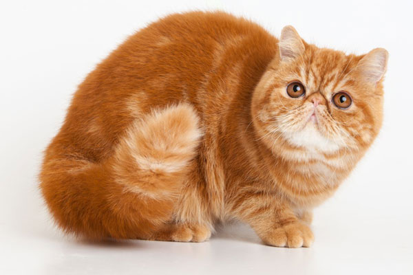 Mèo Exotic – Giống Mèo Ba Tư Lông Ngắn Siêu Dễ Thương