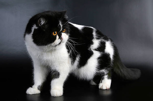 Mèo Exotic – Giống Mèo Ba Tư Lông Ngắn Siêu Dễ Thương