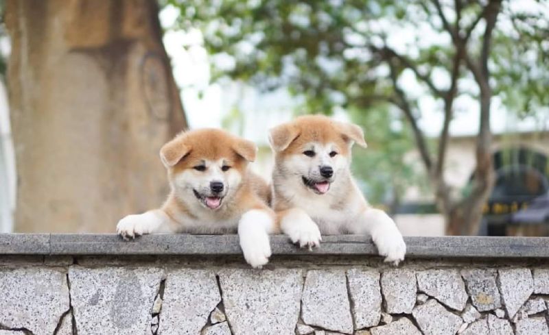 Những chú chó con Akita rất dễ thương