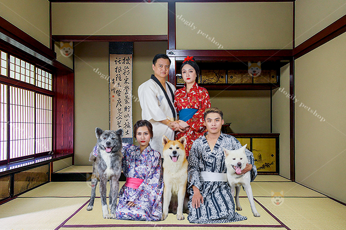Chó Akita là biểu tưởng văn hóa của người Nhật
