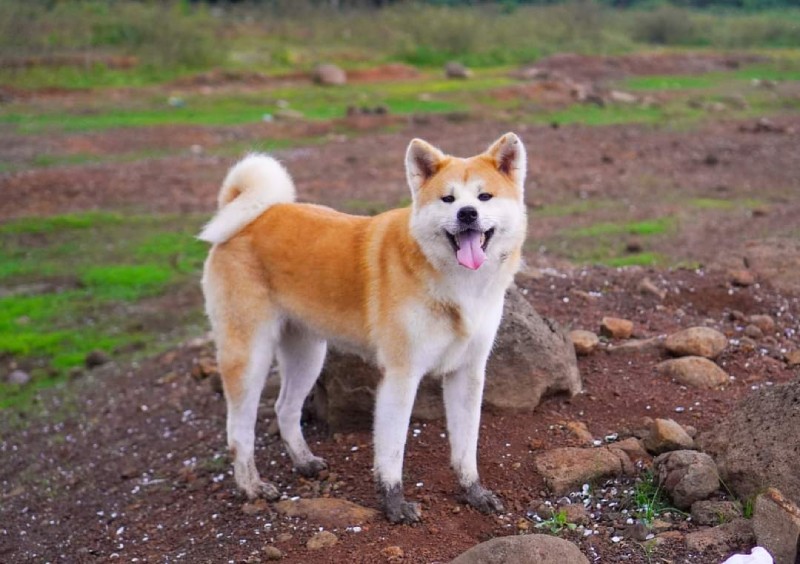 chó akita