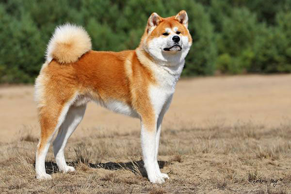 Chó Akita – Giống Chó Hoàng Gia Khiến Ai Cũng Mê Mẩn