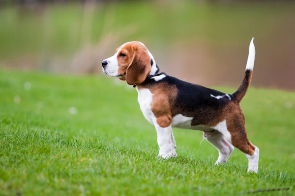 Bảng Chiều Cao & Cân Nặng Của Chó Beagle Theo Tháng Tuổi
