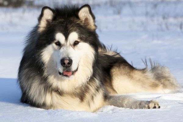 Chó Alaska Giá Rẻ 500k, 1 Triệu, 3 Triệu, 5 Triệu?