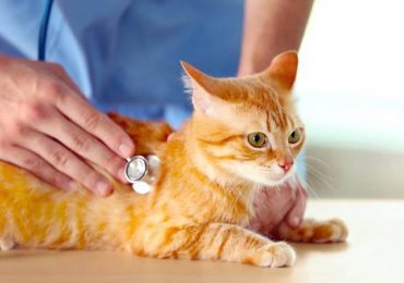 điều trị nấm da ở mèo