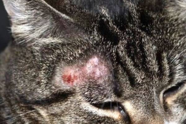 mèo bị nấm da