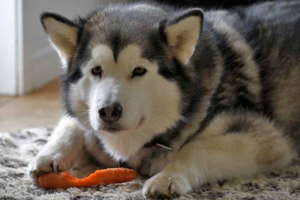 đảm bảo dinh dưỡng cho chó alaska