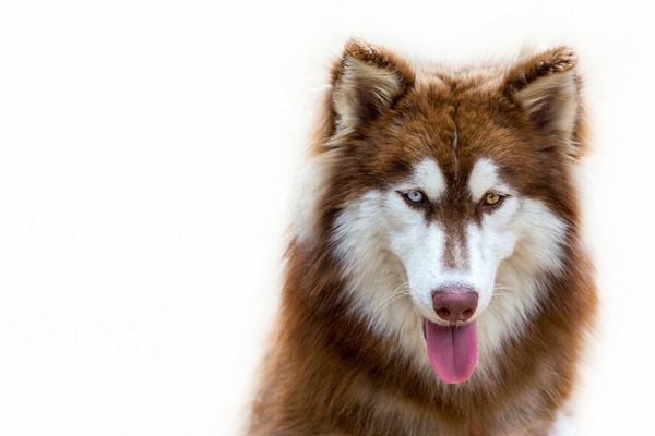 Chó Alaska - Bảng Giá Chó Alaskan 20223 - Zoi's Pet
