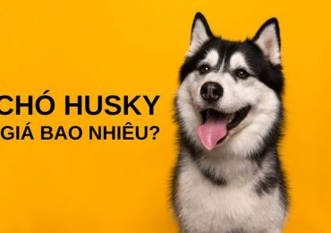 Chó Husky Giá Bao Nhiêu
