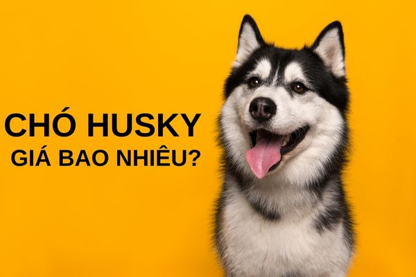 Chó Husky Giá Bao Nhiêu