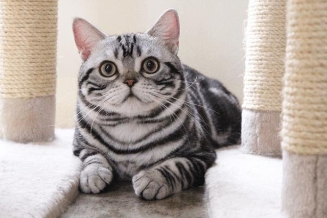 Mèo Anh Lông Ngắn Màu Tabby: Nguồn Gốc, Đặc Điểm, Giá Bán