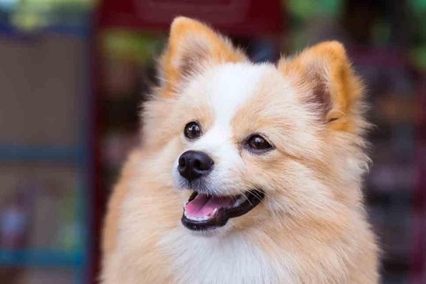Chihuahua chó Pomeranian hỗn hợp