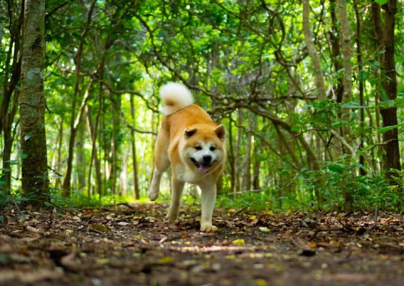 Giá Thành Của Giống Chó Shiba Inu Là Bao Nhiêu Tiền?