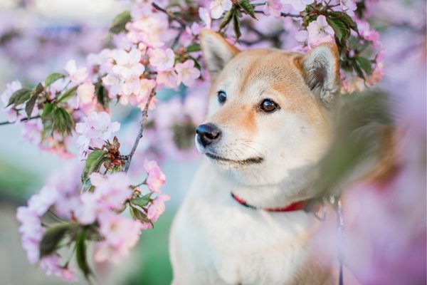 Chó Shiba Inu: Nguồn Gốc, Tính Cách, Bảng Giá 22-02-2024
