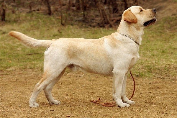 Chó Labrador lai