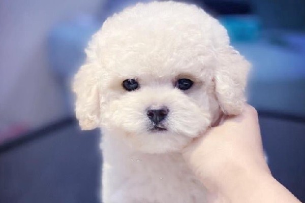 Cho Poodle Tiny