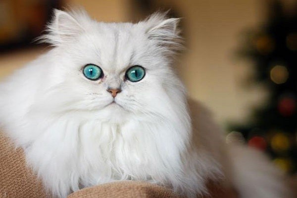 mèo anh lông dài màu trắng