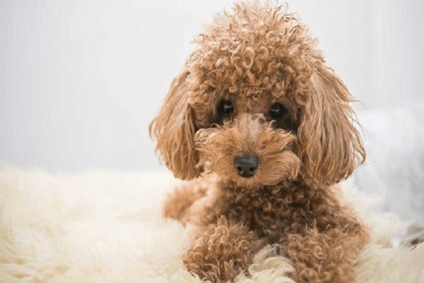 nuoi cho Poodle Toy