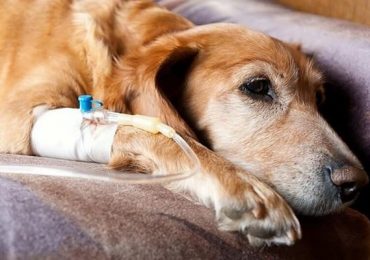 Bệnh đường ruột ở chó có gây nguy hiểm không?