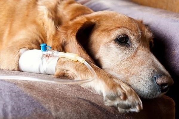 Chó Bị Bệnh Đường Ruột – Dấu Hiệu Và Cách Chữa Trị Ra Sao?