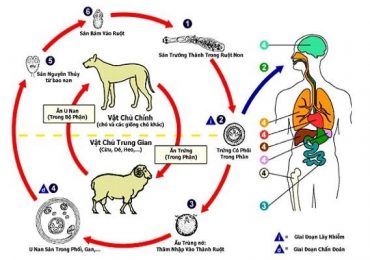 Ký sinh trùng máu ở chó có nguy hiểm không?