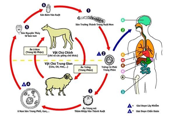Ký sinh trùng máu ở chó có nguy hiểm không?