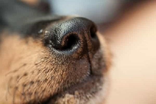 Phòng ngừa việc chó bị chảy máu mũi