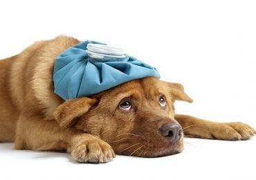 Tìm hiểu về căn bệnh Care ở chó